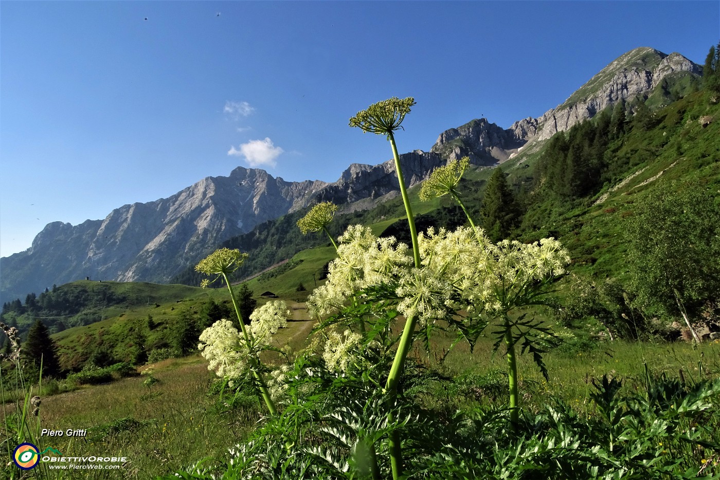 09 Bella ombrellifera sul sent. 116 alla Baita del Camoscio con vista in Cavallo-Pegherolo.JPG -                                